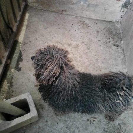 Inky when he was found abandoned by his previous family of 5 years.