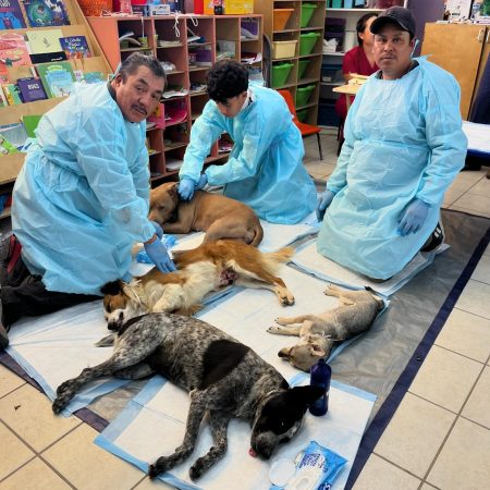 Community members doing what they can to help the overpopulation problem in Baja CA