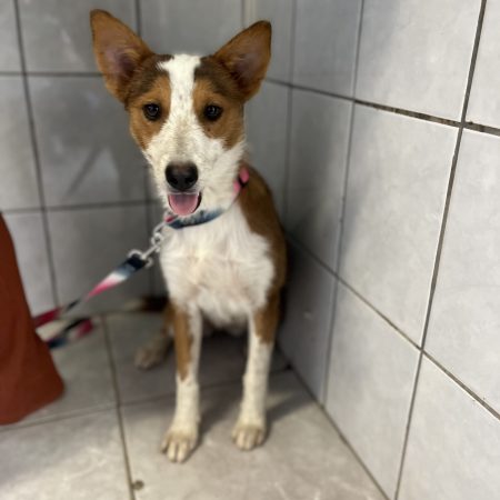 Looking to adopt a dog in San Diego? This lola dog is sitting on the floor, available for San Diego dog adoption.