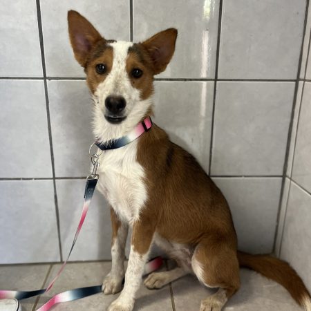Looking to adopt a dog in San Diego? This Cute Lola dog is smiling while sitting on the floor, available for San Diego dog adoption.