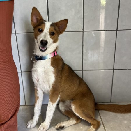 Adopt a dog in San Diego – this lola dog is sitting on the bathroom floor, available for San Diego dog adoption.