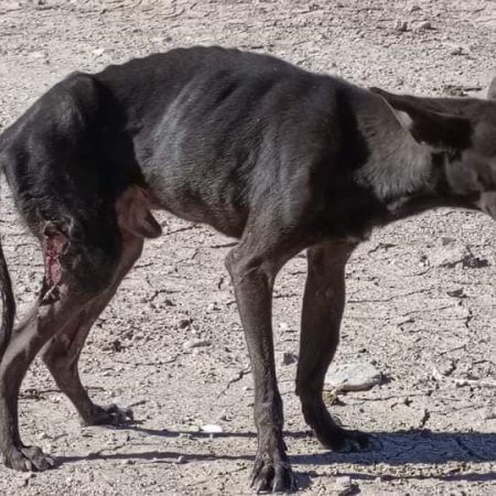 Luca injured roaming around. He is available for adoption and healthy as can be!