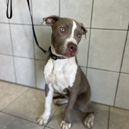 This Maple dog is sitting on the bathroom floor, waiting for a loving home through San Diego dog adoption.