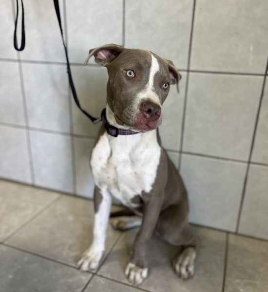 This Maple dog is sitting on the bathroom floor, waiting for a loving home through San Diego dog adoption.