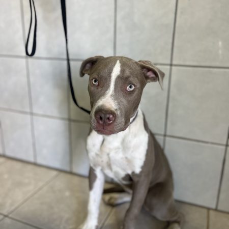 Looking to adopt a dog in San Diego? This maple dog is sitting on the bathroom floor, available for San Diego dog adoption.