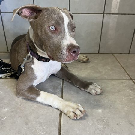 This Maple dog is sitting on the bathroom floor, available for puppy adoption in San Diego.