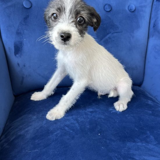 Adopt a puppy in San Diego – this maxwell adorable puppy is sitting on a blue sofa, available for Puppy adoption in San Diego.