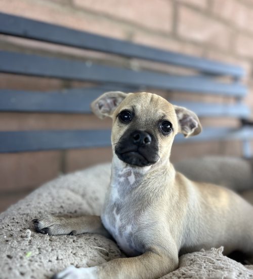 The Oliver dog is sitting comfortably on a soft surface, ready for Puppy adoption in San Diego.