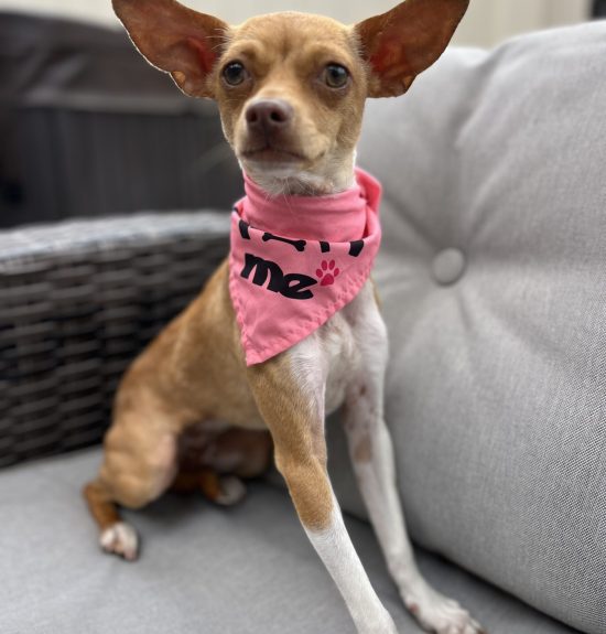 Miss Princess is ready for her forever home!