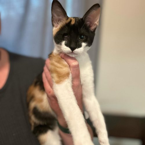 Looking to adopt a cat? This resilient cat, with one eye, is available for cats for adoption, ready to find a loving home.