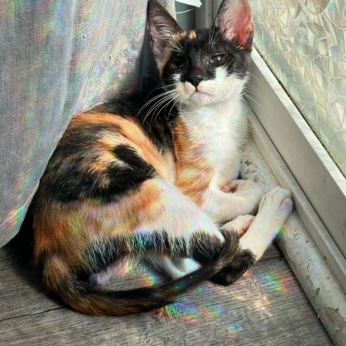 This resilient cat, with one eye, is available for cats for adoption, ready to find a loving home.