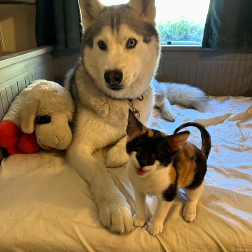 This Cute cat, with one eye, is available for cats for adoption, ready to find a loving home.