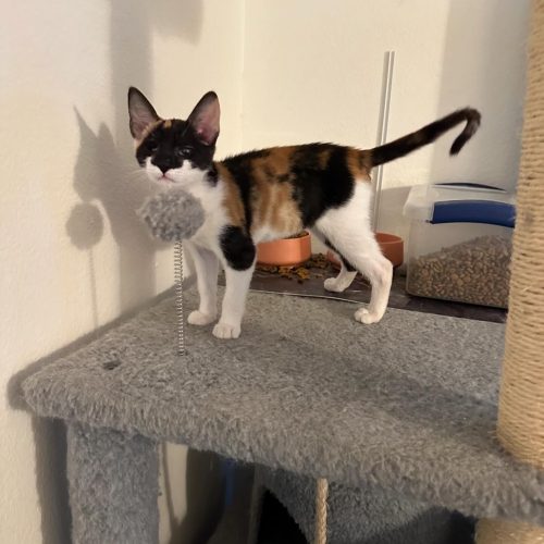 Looking to adopt a cat? This resilient cat, with one eye, is available for cats for adoption, ready to find a loving home.