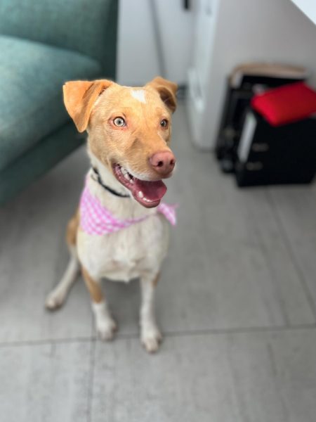 Ruby is looking for her adventure buddy!