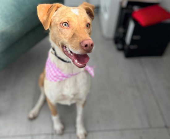 Ruby is looking for her adventure buddy!