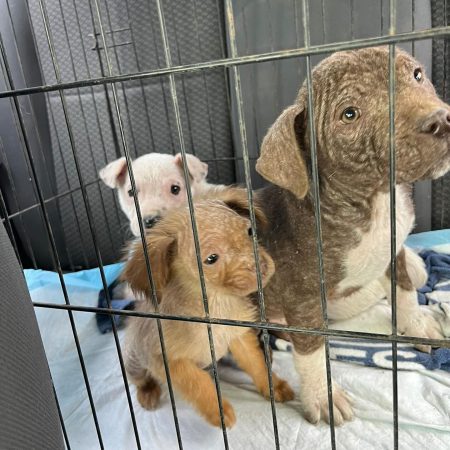 Puppies found with mange. Snowy, Little Pea, Snickers