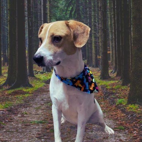 This dog is sitting in the forest, ready for San Diego dog adoption, with the support of spay and neuter campaigns.