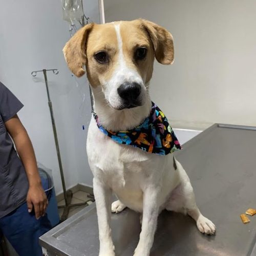 This dog is sitting in the hospital, ready for San Diego dog adoption, with the support of spay and neuter campaigns.