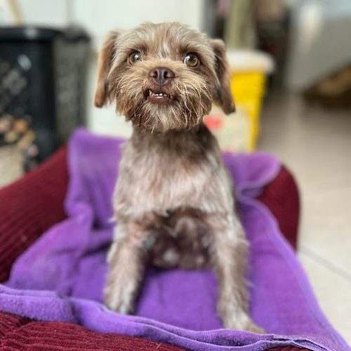 The Marley dog is sitting on a soft surface in the house, available for adoption at dog shelters in San Diego.