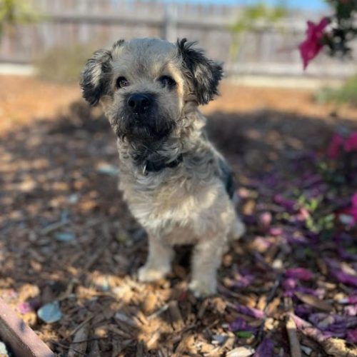 Adopt a puppy in San Diego this white puppy is sitting in the garden, available for Puppy adoption in San Diego.
