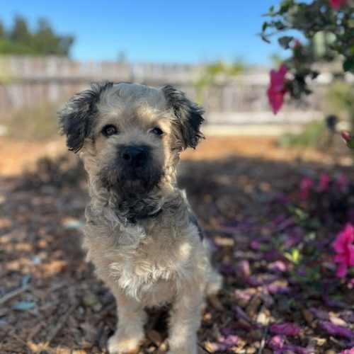 Adopt a puppy in San Diego this white coco puppy is sitting in the garden, available for Puppy adoption in San Diego.