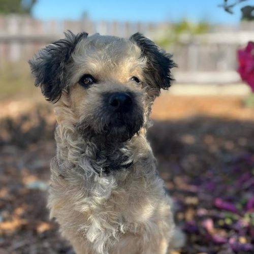 Adopt a puppy in San Diego this white puppy is sitting in the garden, available for Puppy adoption in San Diego.