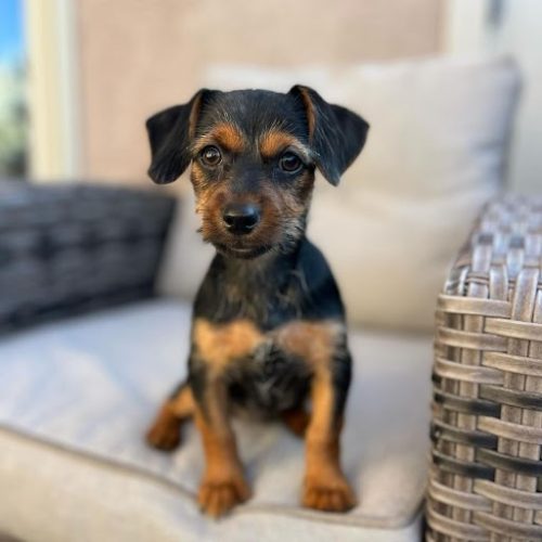 This Cute black and brown puppy is sitting on the sofa, available for adoption at dog shelters in San Diego.