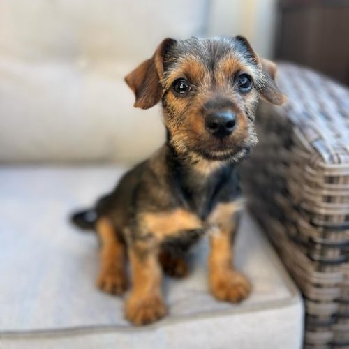 This black and brown puppy is sitting on the sofa, available for adoption at dog shelters in San Diego.