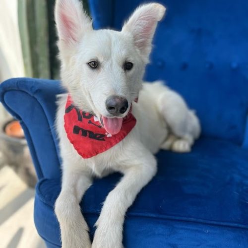 Adopt a dog in San Diego, this white dog is sitting on a blue sofa, available for Puppy adoption in San Diego.