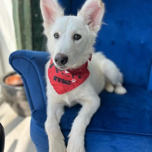 Adopt a dog in San Diego, this penny white dog is sitting on a blue sofa, available for Puppy adoption in San Diego.