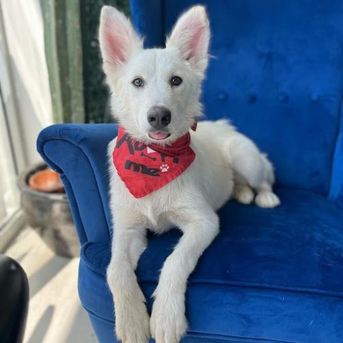 Adopt a dog in San Diego – this white dog is sitting on a blue sofa, available for Puppy adoption in San Diego.