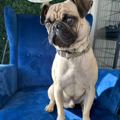 The white dog is sitting on a blue sofa, looking for a loving home through dog rescue San Diego.