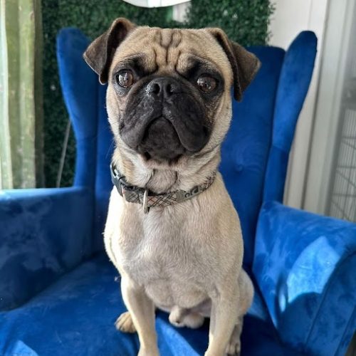 The white King dog is sitting on a blue sofa, looking for a loving home through dog rescue San Diego.