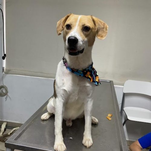 This Dingo dog is sitting in the hospital, ready for San Diego dog adoption, with the support of spay and neuter campaigns.